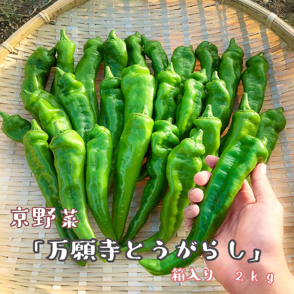 【ふるさと納税】 【2025年7月発送】 京野菜 「万願寺とうがらし」 からくない！肉厚甘い 逸品 箱入り 2kg 4人用以上 万願寺とうがらし 野菜 緑 ピーマン 唐辛子 地場産 地場野菜 農家直送