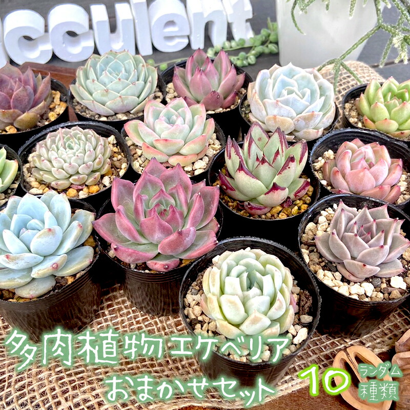 楽天市場】多肉植物 Mサイズカット苗 名前付き50個セット 多肉植物激安