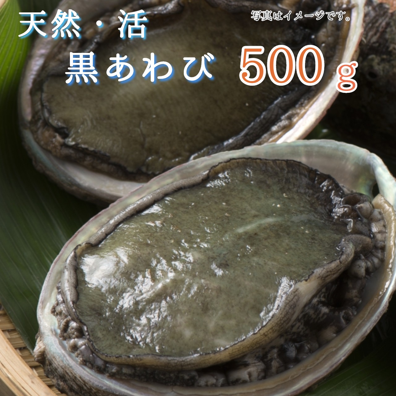 ふるさと納税 貝類 活 500g 天然 黒あわび 500g 舞鶴産 京都府舞鶴市日本海産 貝の王様黒鮑を新鮮な内にお届け 天然