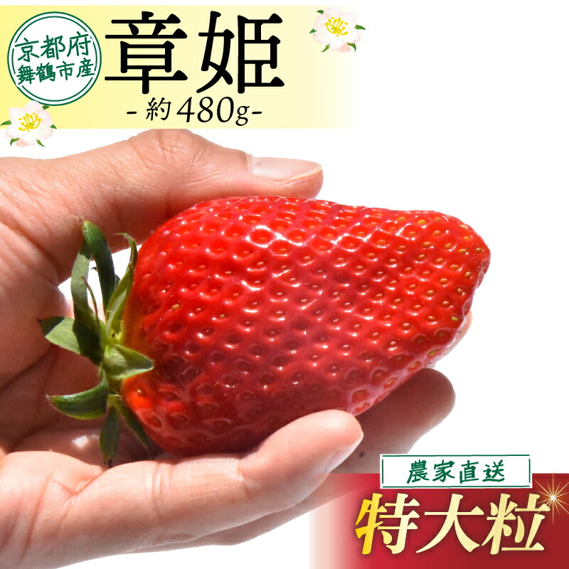 【ふるさと納税】 【2026年1月中旬以降発送】 いちご 章姫 480g前後 ( 特大粒 )  苺 イチゴ 果物 フルーツ 箱入り 完熟 真っ赤 おいしい 甘い 評判 農家直送 産地直送 鮮度 抜群 好評 人気 ハウス栽培 あきひめ 大きめ 舞鶴 京都 嵯峨根農園