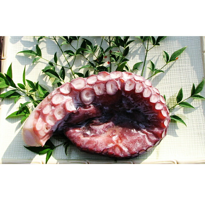 【ふるさと納税】丸々太ったボイルタコ　1本 魚貝類 たこ タコ 茹で 刺身 たこ焼き 炒め物 酢の物 フライ 天ぷら 冷凍 日本海産 惣菜  日本酒 肴 珍味 ご飯のお供  日本酒 お取り寄せ 食品 食べ物 おつまみ 贈り物 プレゼント 家庭用 自宅用 送料無料