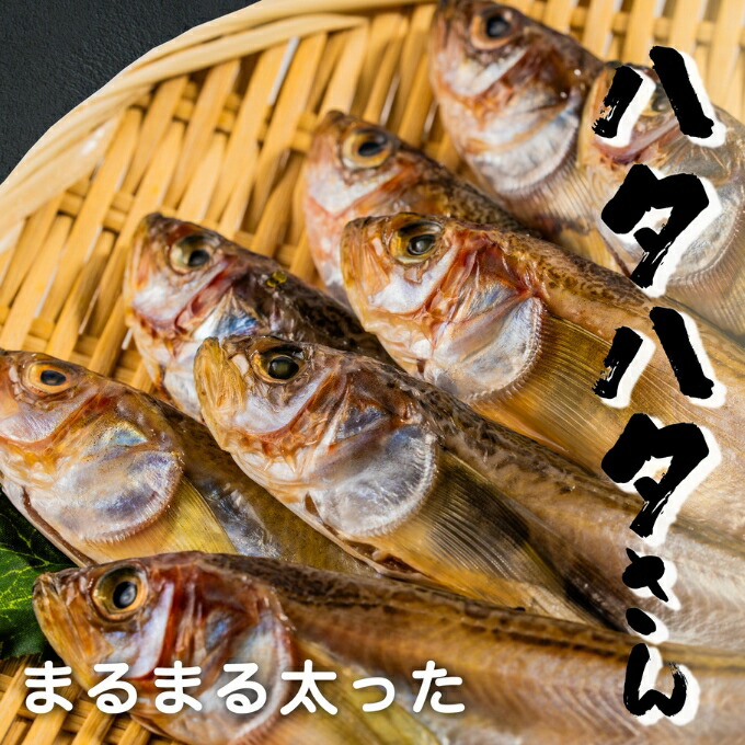 【ふるさと納税】丸々太ったハタハタさん。ハタハタ 一夜干し 丸干し お取り寄せ 産地直送 食品 食べ物 おつまみ 魚貝類 干物 贈り物 プレゼント 家庭用 【※2025年4月中旬～順次発送】 　お届け：2025年4月中旬～順次発送