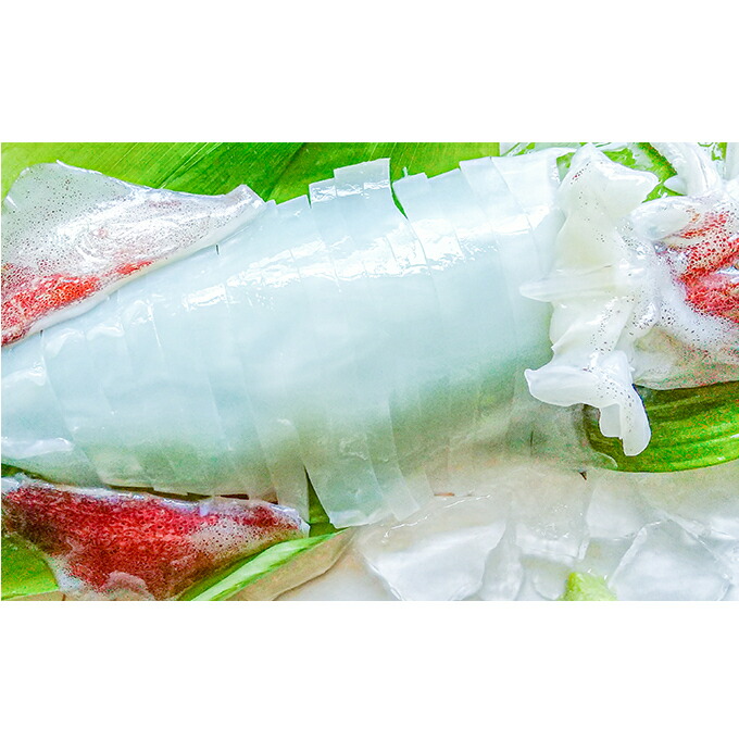 【ふるさと納税】朝どれ 白いか 1kg（3～6杯）【 京都産 刺身 OK】[ イカ 剣先イカ 肴 人気返礼品 ]