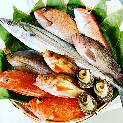 【ふるさと納税】京都府宮津市産『朝どれ！山一鮮魚おおきに便』約4?5kg 魚介類 セット 産地直送 鮮魚 内臓処理加 鮮度抜群 冷蔵 詰め合わせ 旬 鯛