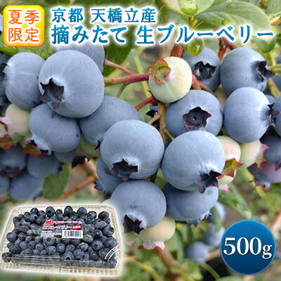 【ふるさと納税】【ふるさと納税】令和7年夏季予約販売 摘みたて 生ブルーベリー 500g 〈お届け：2025年6月上旬～8月末まで 〉フルーツ ブルーベリー　お届け：2025年6月下旬～8月末まで