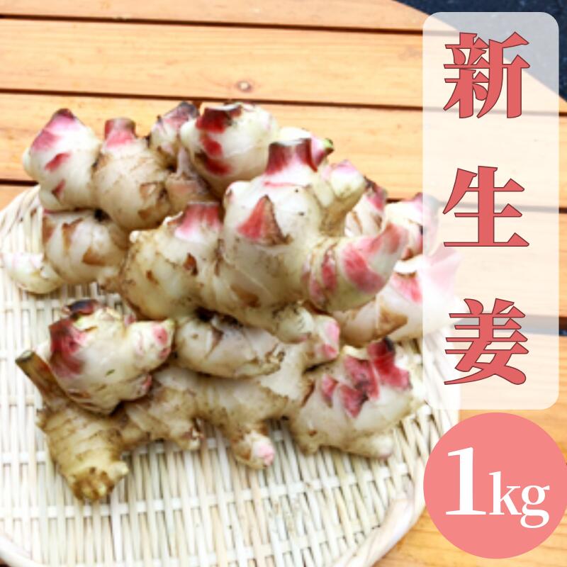 【ふるさと納税】【先行予約】 新生姜 1kg 生姜 しょうが ショウガ 野菜 薬味 スパイス 辛味 大生姜 さわやか 宮津市 京都府　お届け：2025年10月1日～2025年10月14日まで