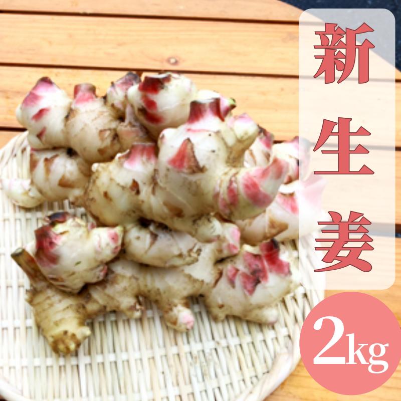 【ふるさと納税】【先行予約】 新生姜 2kg 生姜 しょうが ショウガ 野菜 薬味 スパイス 辛味 大生姜 さわやか 宮津市 京都府　お届け：2025年10月1日～2025年10月14日まで