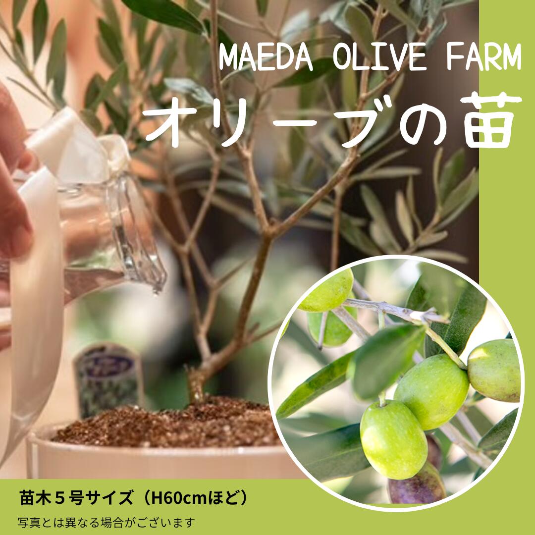 【ふるさと納税】オリーブの苗木