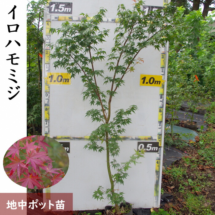 【ふるさと納税】＜すだ農園＞大苗◇モミジ（紅葉）イロハモミジ[実生・地中ポット苗] ※北海道・沖縄・離島への配送不可 ※2025年11月中旬～2026年5月下旬頃に順次発送