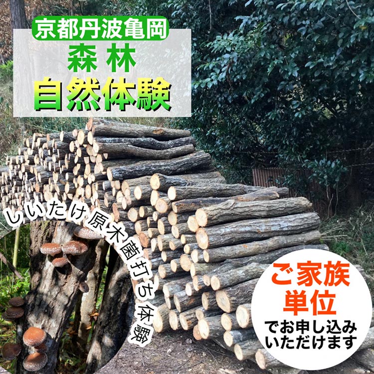 春休み 自然体験 親子でしいたけ原木菌打ち体験（家族単位）原木5本持ち帰り可 体験 森林 椎茸 日帰り ピクニック 京都 丹波 亀岡 70th