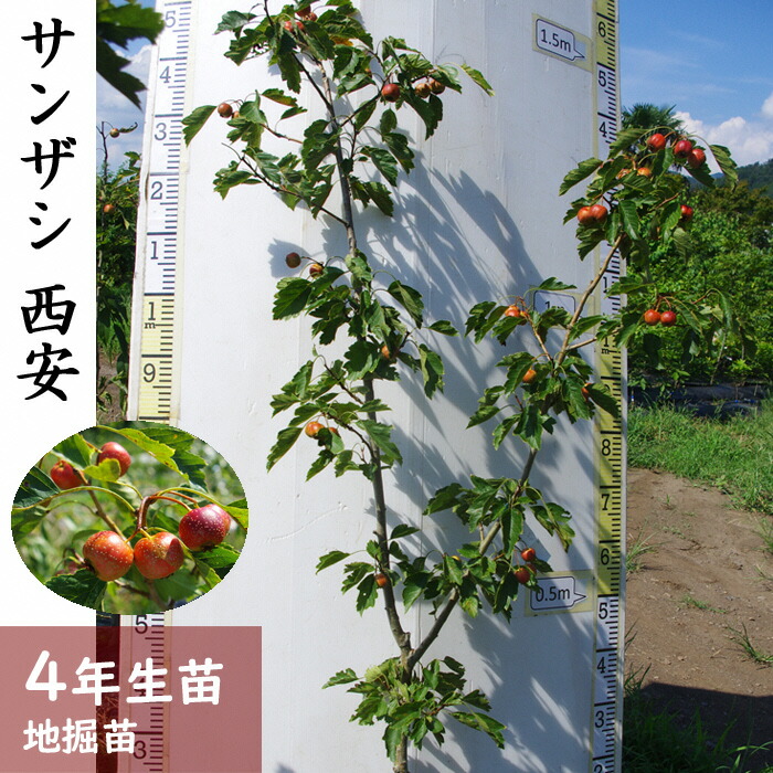 ふるさと納税 すだ農園 4年生 苗木 サンザシ 山査子 西安 地掘苗 西安 地掘苗 17年 年11月中旬 21年3月末頃にお届けします 北海道 沖縄 離島への発送不可 苗物 亀岡市 楽天ショップ オブ ザ マンス年10月ふるさと納税賞受賞 京都府亀岡市記念樹
