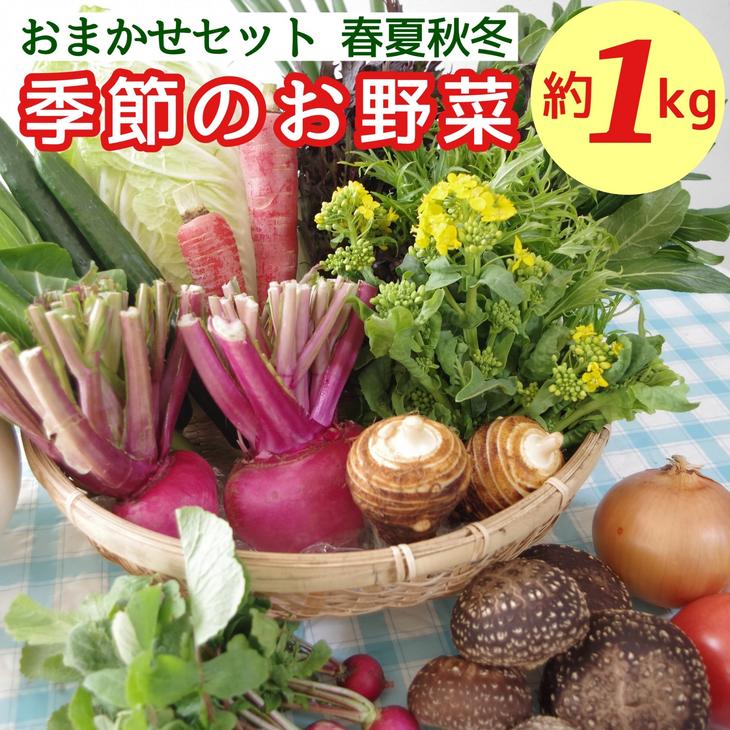 おまかせ季節の野菜夏加茂なす菜の花栽培期間中農薬不使用 亀岡市夏キクラゲ有機野菜 きのこ伏見とうがらし有機楽天ショップ オブ ザ マンス年10月ふるさと納税賞受賞 京都府亀岡市京都亀岡みず菜冬秋大根京野菜旬野菜
