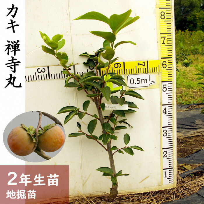 楽天市場】【ふるさと納税】《訳あり》3年生 苗木◇柑橘類 甘夏みかん