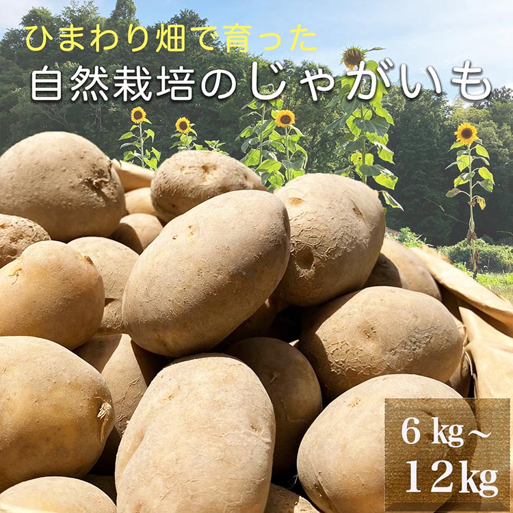 【ふるさと納税】【先行予約】＼選べる内容量／ ひまわり畑で育った自然栽培のじゃがいも 6kg～12kg 京都府・亀岡産 かたもとオーガニックファームよりお届け｜ 訳あり じゃがいも 芋 小さめ サイズ小 野菜 産地直送 ※離島への配送不可 ※7月～12月頃より順次発送予定