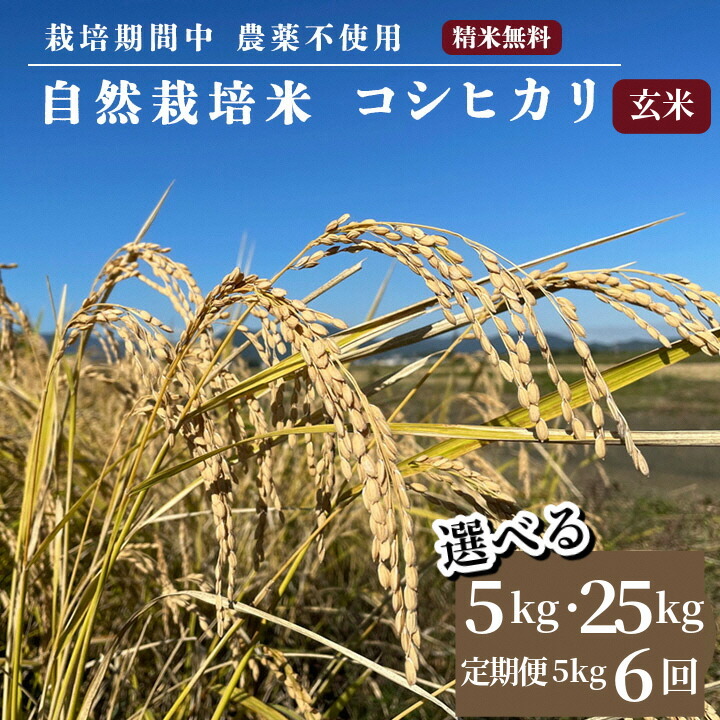 【ふるさと納税】米 自然栽培米 コシヒカリ 玄米 5kg / 25kg / 5kg×6ヶ月 定期便 令和7年産 京都府・亀岡産 栽培期間中農薬不使用 ※離島への配送不可