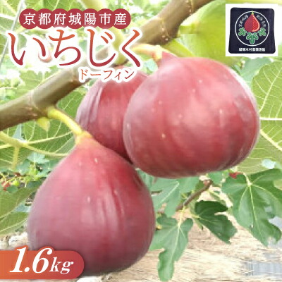 【ふるさと納税】京都府城陽市のいちじく(ドーフィン) 400g×4パック 栄養が豊富な体に嬉しいフルーツ【配送不可地域:離島・北海道・沖縄県・東北】【1635816】
