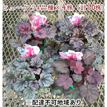 ふるさと納税 ヒューケラ べっぴんさん 4亜種をてんでに4株券 計画16株 植物 ヒューケラ お届け 21年紀9月読み中旬 10月中旬 2friendshotel Com