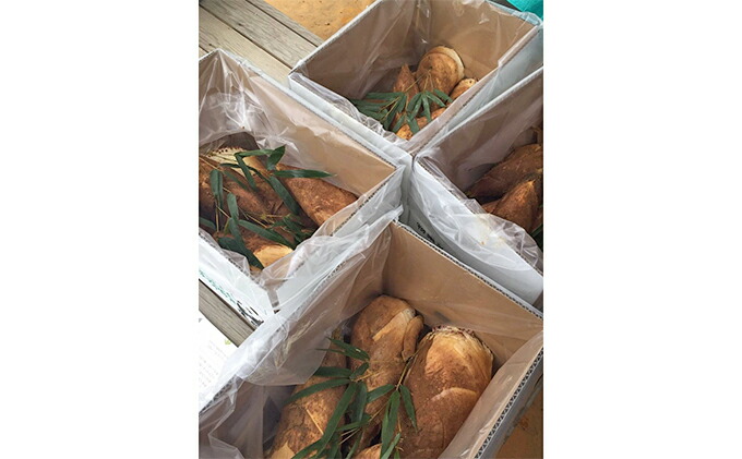 ふるさと納税 京都向日市物集女産たけのこ 野菜 山菜 たけのこ 筍 お届け 22年4月1日 22年4月25日 Butlerchimneys Com