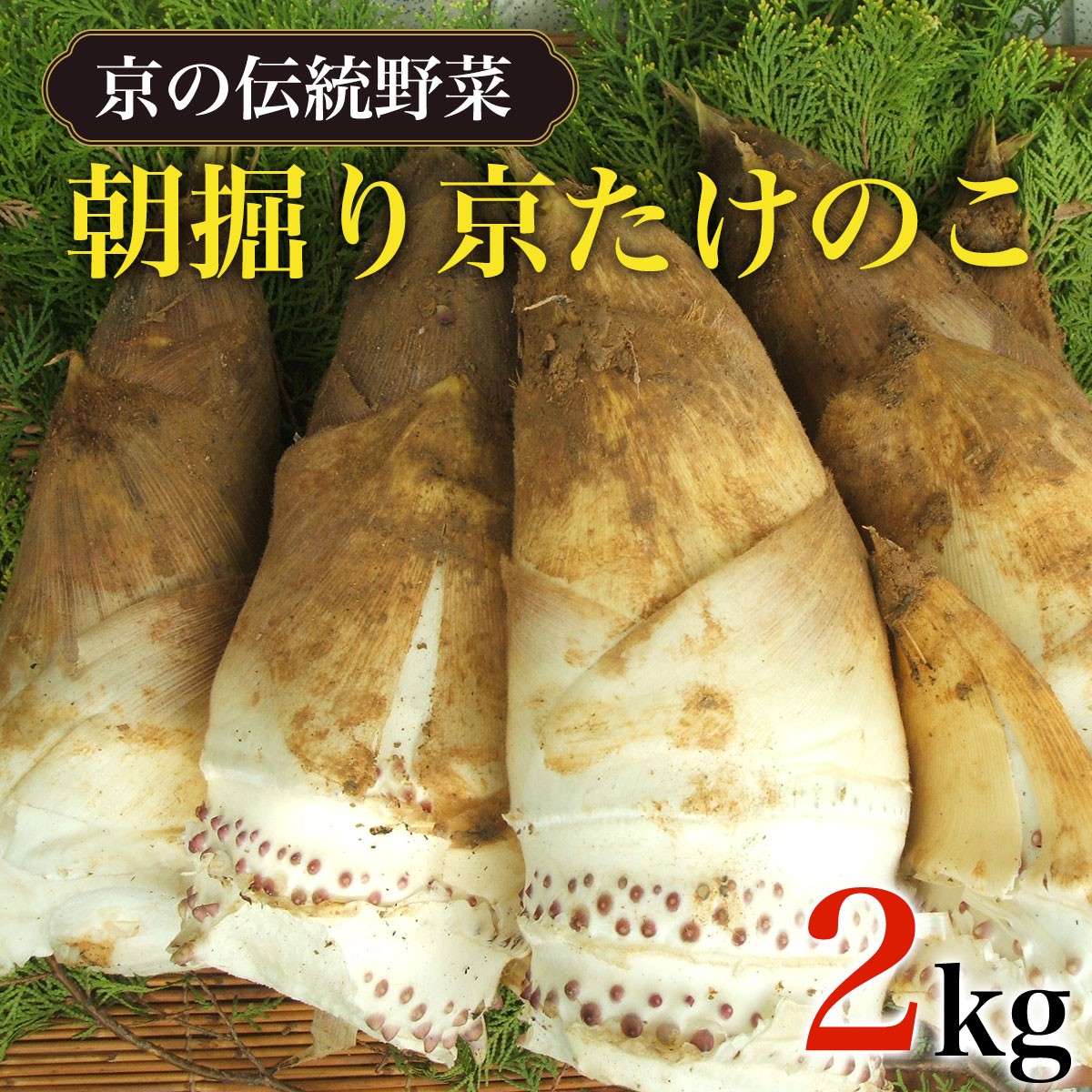 楽天市場】京都産 京たけのこ 約 2kg（3〜8本前後）京野菜