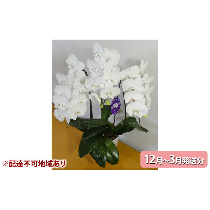 円 Seal限定商品 胡蝶蘭大輪 3本 お届け