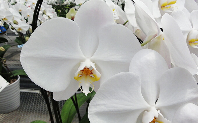 円 Seal限定商品 胡蝶蘭大輪 3本 お届け