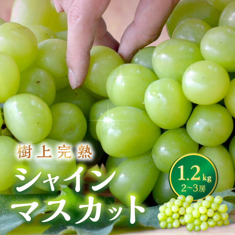 【ふるさと納税】【先行予約／数量限定200】樹上完熟 シャインマスカット 1.2kg（2～3房入り）（2025年9月上旬～10月中旬発送） 果物 フルーツ シャインマスカット マスカット ぶどう ふるさと納税 フルーツ ふるさと納税 シャインマスカット
