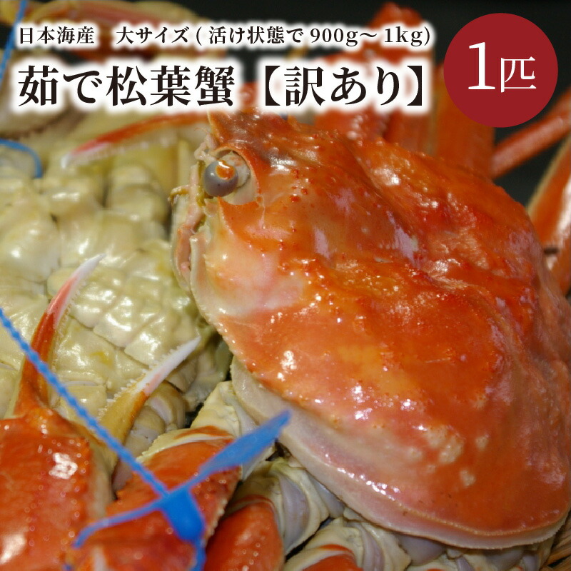 超安い品質 日本海産 茹で 松葉蟹 大サイズ matubakani 900 1匹入り ズワイガニ 松葉ガニ 900g 国産 カニ かに 蟹 訳あり  ボイル 茹で松葉蟹 高級 自宅用 天然 冬の味覚 冷蔵 まるごと 京都 丹後 送料無料
