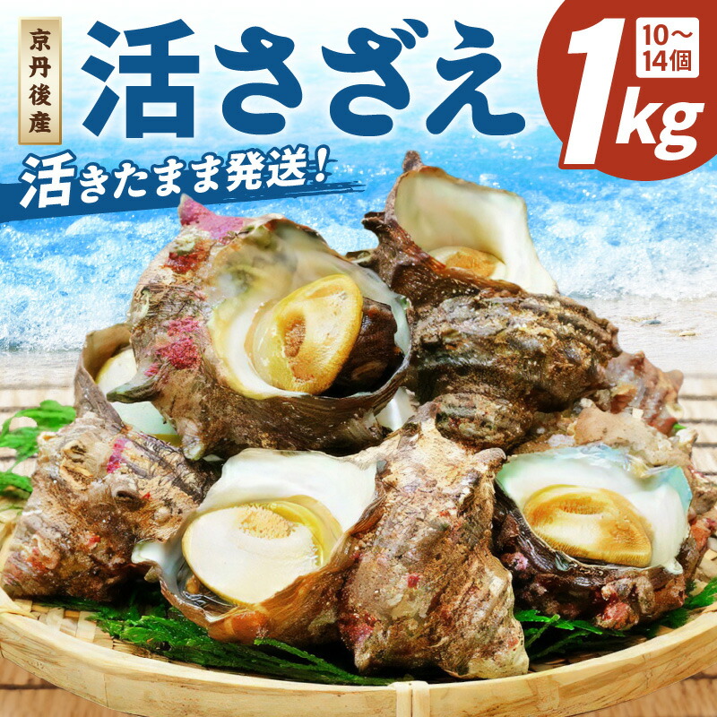 【ふるさと納税】日時指定可／高評価★5.0 高レビュー★【北畿水産　活きたまま発送】京丹後産さざえ1kg 2kg 選べる 内容量 貝類 魚介類 さざえ サザエ 京丹後産 活サザエ お刺身 刺身 さしみ 美味しい 壺焼きふるさと納税 さざえ ふるさと納税 活さざえ ふるさと納税 さざえ