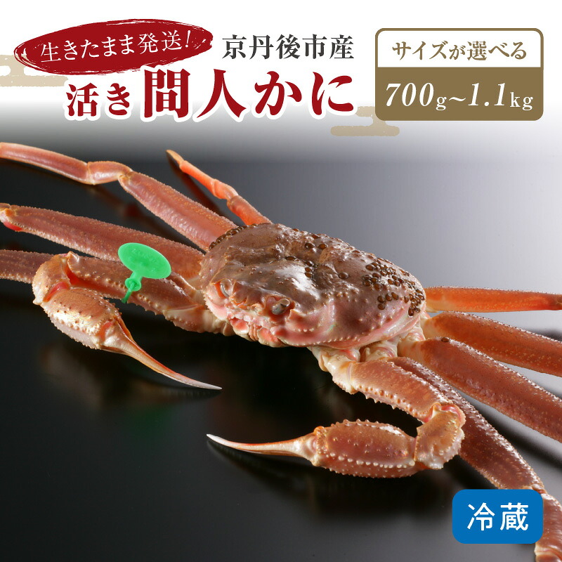 【ふるさと納税】かに卸し問屋がお届け・浜競り厳選！幻の活間人ガニ 700ｇ～ 中大サイズ～（11月発送～）／北畿水産 選べる配送時期 新鮮 高級 焼きガニ カニ刺し しゃぶしゃぶ 蟹すき鍋 冷蔵 間人がに 活かに 生かに たいざがにカニ鍋 カニ刺身 活ガニ タグ付き｜京都府京丹後市