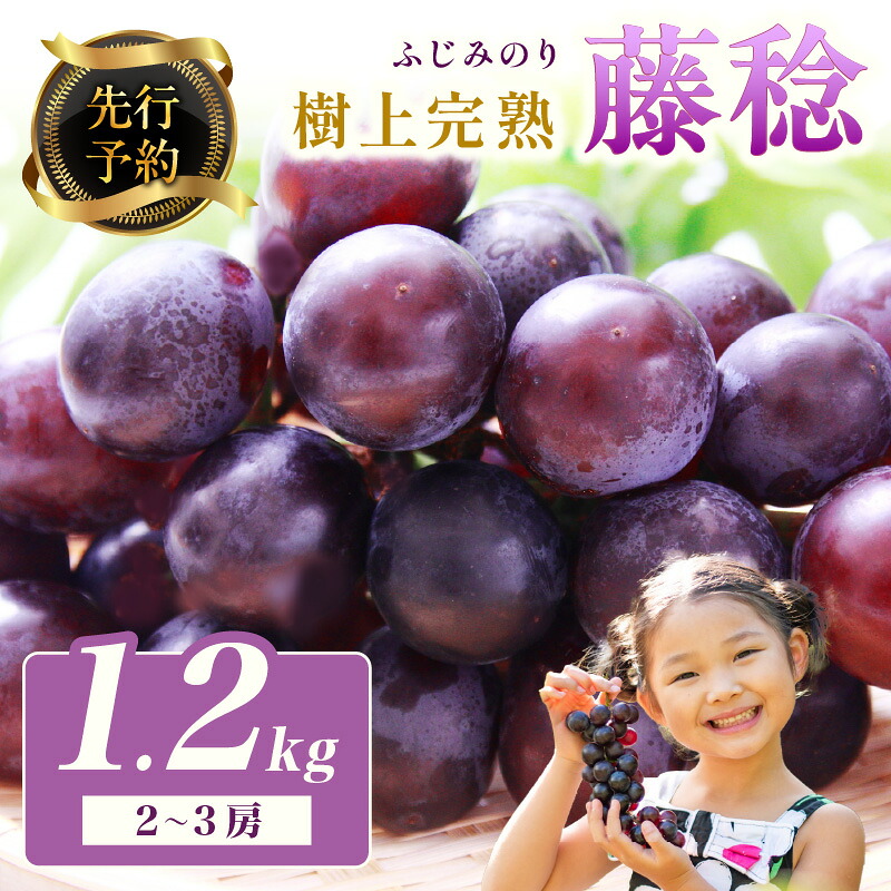 【ふるさと納税】【先行予約】樹上完熟藤稔 1.2kg（2～3房入り）（2026年8月中旬～発送）大粒 甘い 巨峰種 ふじみのり フルーツ 果物 ふるさと納税 ぶどう グレープ 農家直送 果樹園直送 生産者応援 農家応援 送料無料