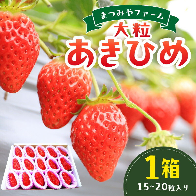 【ふるさと納税】【先行予約／数量限定200】【特選】京都・まつみやファームの大粒いちご（あきひめイチゴ）15～20粒（2026年2月上旬～発送） 章姫 甘味 あまい 人気 ふるさと 納税 イチゴ 苺 期間限定 フルーツ くだもの 果物 先行申込 ストロベリー 大粒 いちご