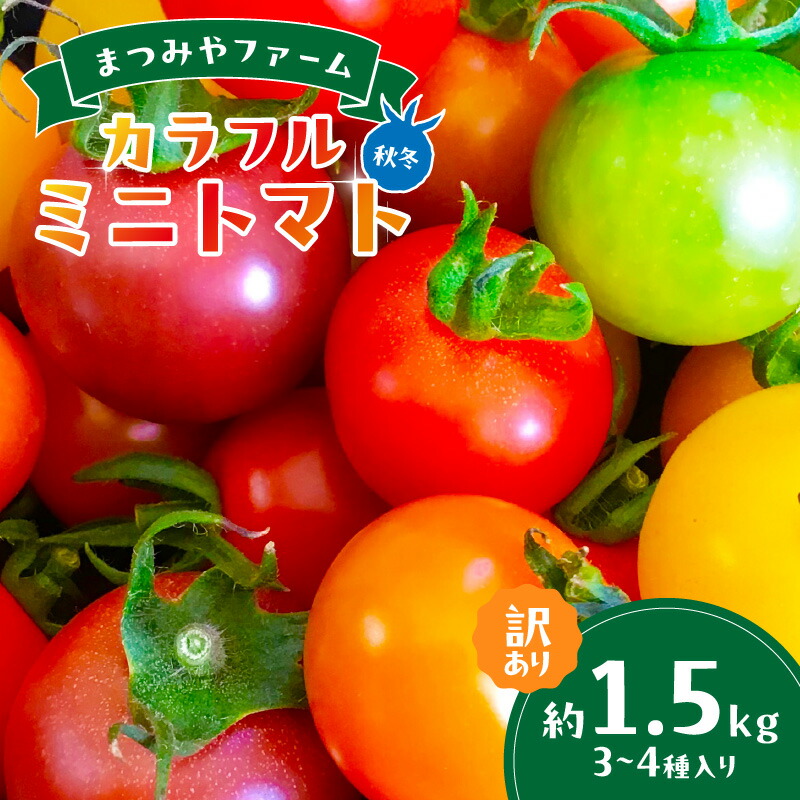 【ふるさと納税】【先行予約】訳あり 宝石のような輝き！カラフルミニトマト 約1.5kg（秋冬）（2025年10月上旬～発送） 訳アリ 訳有り わけあり ワケアリ とまと トマト ミニトマト みにとまと 甘い サラダ 色とりどり 生産者応援 農家応援 送料無料