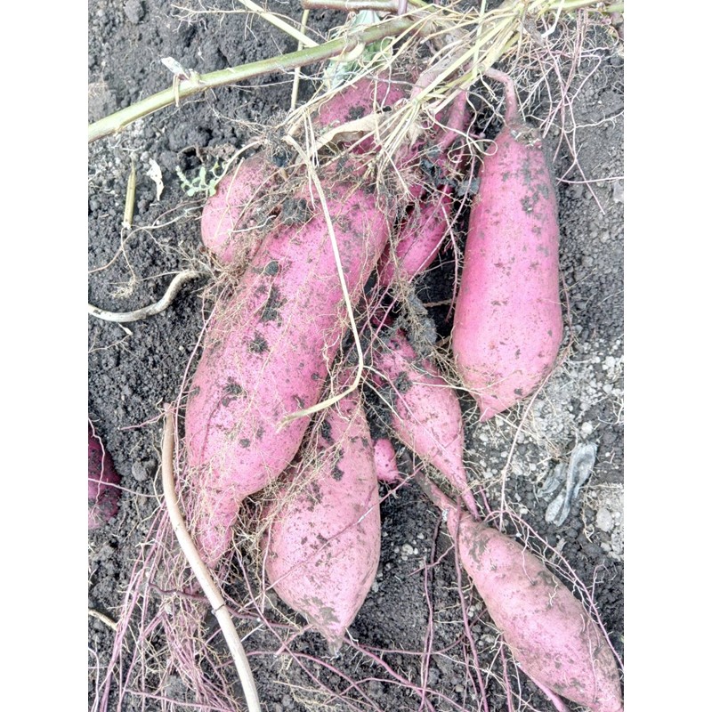 【ふるさと納税】【先行予約】ホクホク美味しい！京丹後産 紅はるか 約1.5kg（土付き）（2025年10月上旬～発送） さつまいも さつま芋 サツマイモ 薩摩芋 甘藷 野菜 やさい 生産者応援 農家応援 送料無料