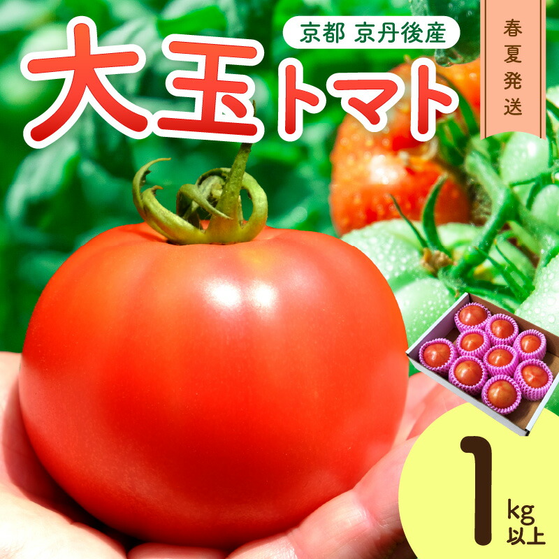 【ふるさと納税】【先行予約】京丹後産 大玉トマト 1kg以上 春夏発送（2025年5月中旬～発送）