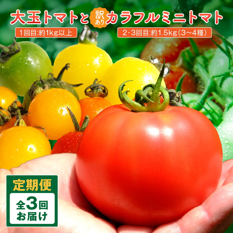 【ふるさと納税】【3回定期便】京丹後産 大玉トマト・訳ありカラフルミニトマト（2026年5月下旬～発送 先行予約 野菜 トマト ミニトマト 大玉 京丹後 京都 定期 定期便 3回 ふるさと納税 トマト 生産者応援 農家応援 送料無料