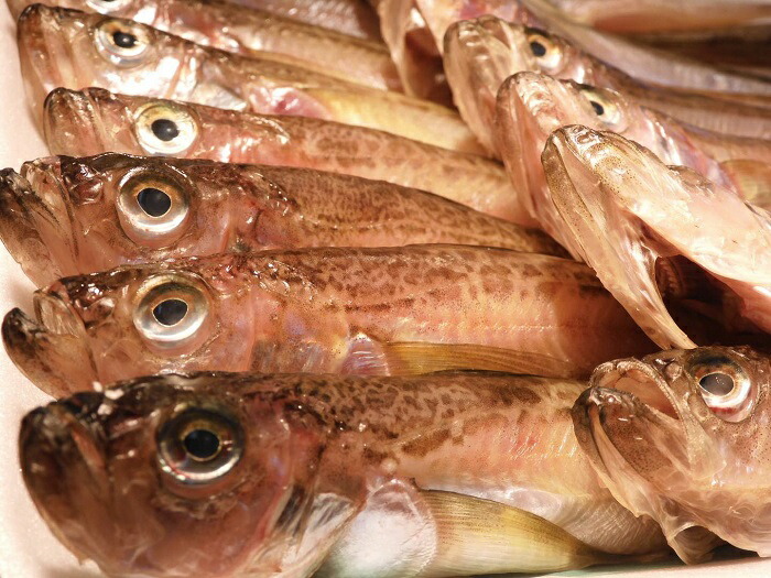 人気no 1 本体 京丹後の地元魚屋が作るハタハタ干し 京都府京丹後市 公式の Www Flyingislandrealty Com