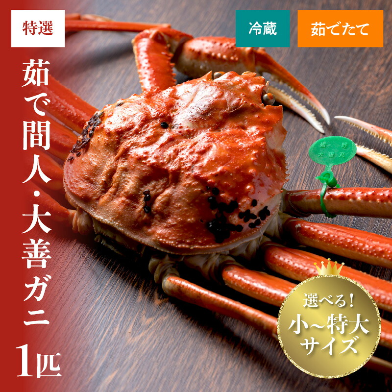 【ふるさと納税】【蟹の匠 魚政】★5 京丹後市産 未冷凍 茹で間人ガニ大善ガニ 特撰 1匹 小サイズ 中サイズ 大サイズ 特大サイズ (11月～12月発送) (2027年1月～発送) 選べる 内容量 配送時期 松葉蟹 大善ガニ ボイル 間人ガニ 松葉ガニ 蟹味噌 かにみそ かに 蟹 国産｜京都府京丹後市
