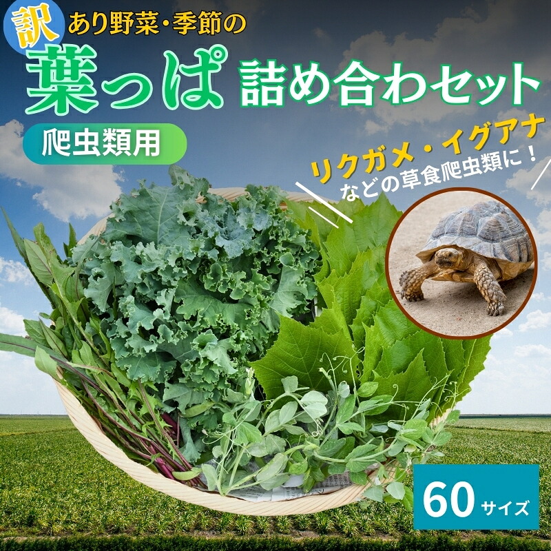【ふるさと納税】【爬虫類用】訳あり野菜と季節の葉っぱ詰め合わせ【60サイズ】|京都府南丹市