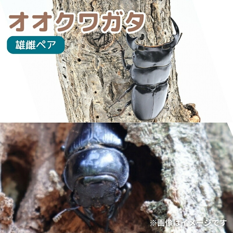 クワ品♡ カブトクワガタ【公式】 on X