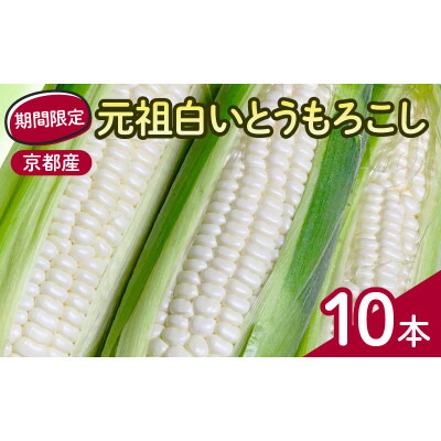 【ふるさと納税】先行予約 京都府 元祖 白い とうもろこし ホワイトコーン 10本【配送不可地域：離島】【1617332】