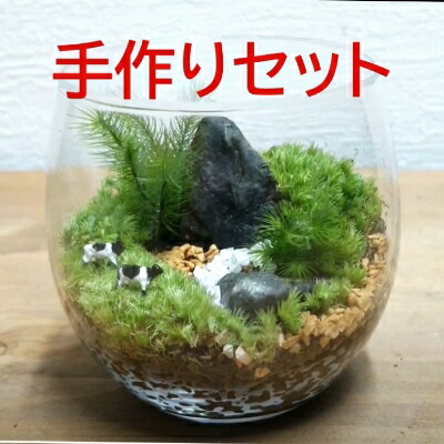 【ふるさと納税】コケテラリウム手作りセット（径8ｃｍ×高さ8cm）〈コケ 苔 こけ 植物 初心者 インテリア 手作り セット キッド 雑貨 日用品〉 作りやすい 景色作り 美しい 8,640円
