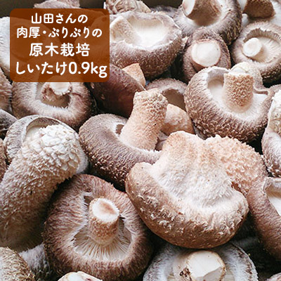 【ふるさと納税】【11月～翌2月末のご注文分は翌3月より随時発送】山田さんの肉厚・ぷりぷりの原木栽培しいたけ0.9kg 野菜 きのこ 　お届け：11月～翌2月末のご注文分は翌3月より随時発送