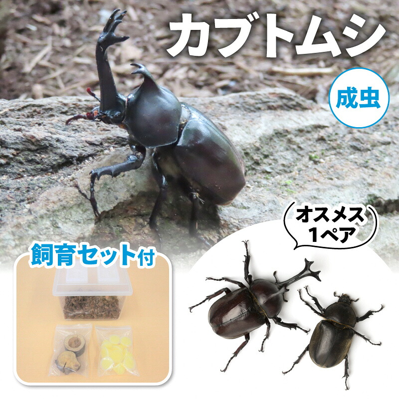 【ふるさと納税】【送りとどける継続期間は2026年6月下旬～8月上旬に往々にして送りとどける】カブトムシ（成虫）牡刃針１ありの実繁殖仕掛ける付 毛の荒物 かぶとむし 虫けら  お届け：2026年6月下旬～8月上旬