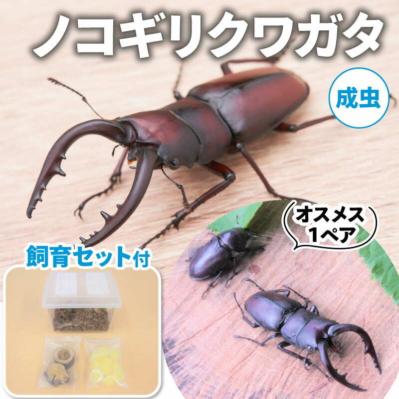 【ふるさと納税】【送りとどける継続期間は2026年6月下旬～8月上旬に往々にして送りとどける】ノコギリクワガタ（成虫）牡刃針１ありの実繁殖仕掛ける付 毛の荒物 虫けら  お届け：2026年6月下旬～8月上旬