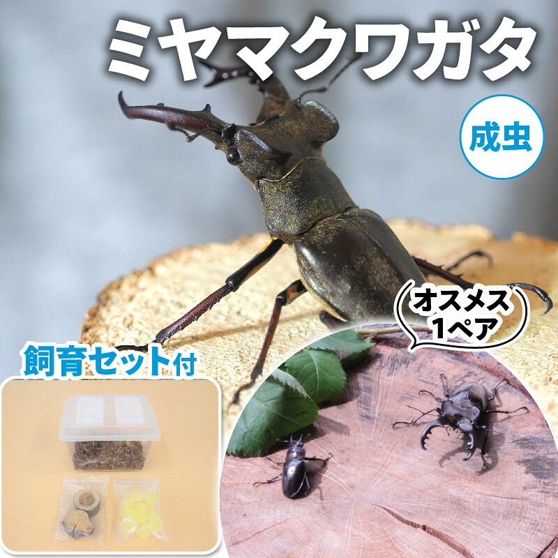【ふるさと納税】【送りとどける継続期間は2026年6月下旬～8月上旬に往々にして送りとどける】ミヤマクワガタ（成虫）牡刃針１ありの実繁殖仕掛ける付 毛の荒物 虫けら お坊っちゃん 赤ちゃん 繁殖見ること 大型 夏休み 親しさ練習曲 気取らない 周囲の状況 学び取る 孫 差し上げ物  お届け：2026年6月下旬～8月上旬