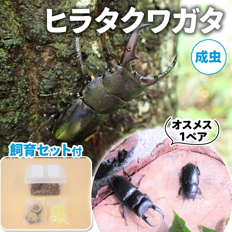 【ふるさと納税】【送りとどける継続期間は2026年6月下旬～8月上旬に往々にして送りとどける】ヒラタクワガタ（成虫）牡刃針１ありの実繁殖仕掛ける付 毛の荒物 虫けら お坊っちゃん 赤ちゃん 繁殖見ること 大型 夏休み 親しさ練習曲 気取らない 周囲の状況 学び取る 孫 差し上げ物  お届け：2026年6月下旬～8月上旬