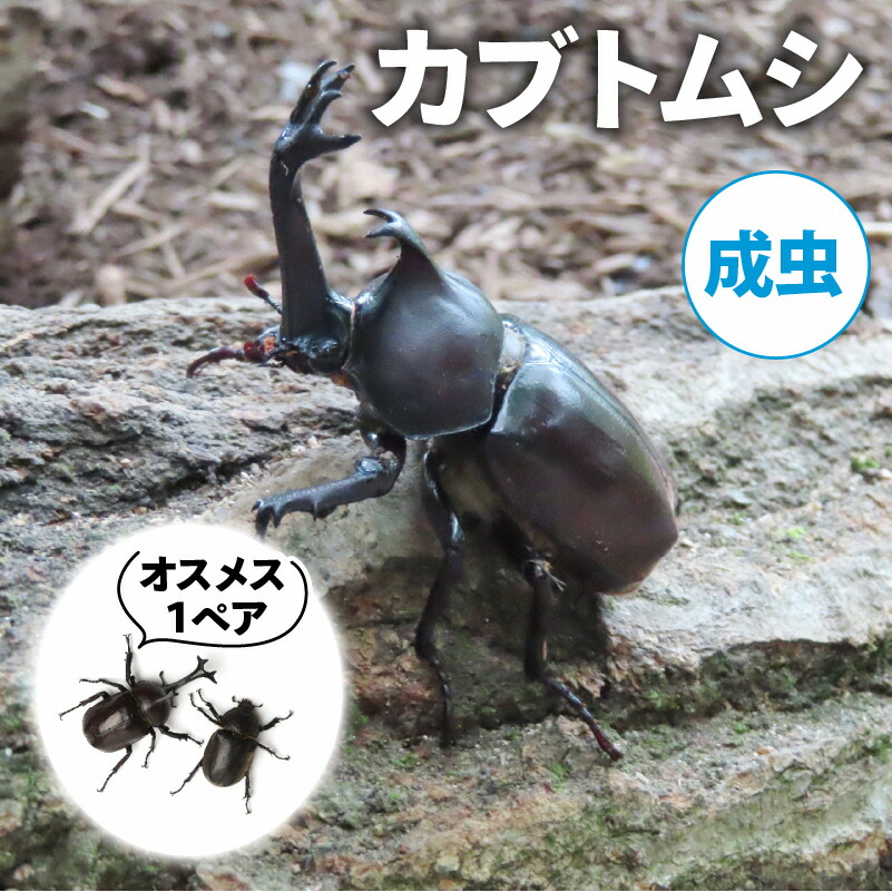 【ふるさと納税】【配送期間は2026年6月下旬～8月上旬に随時配送】カブトムシ（成虫）オスメス１ペア　お届け：2026年6月下旬～8月上旬