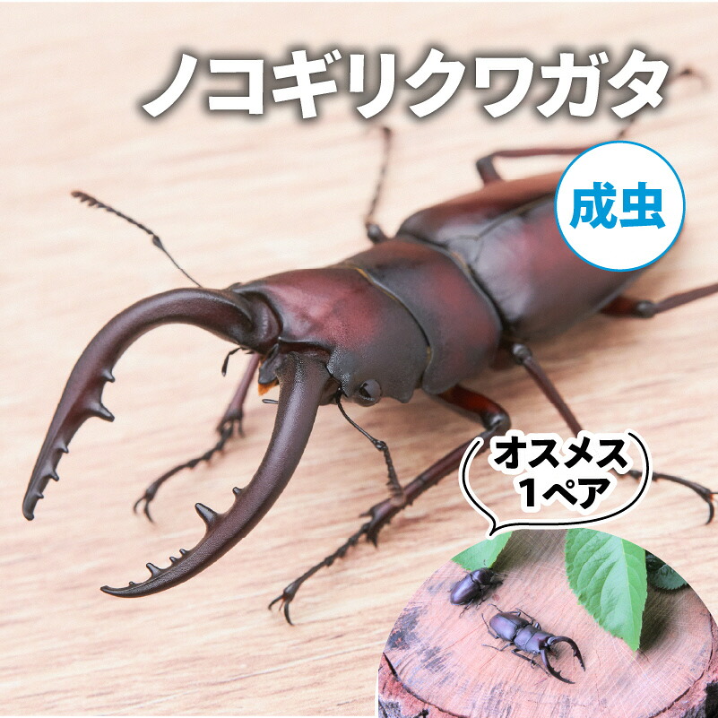 【ふるさと納税】【送りとどける継続期間は2026年6月下旬～8月上旬に往々にして送りとどける】ノコギリクワガタ（成虫）牡刃針１ありの実 お届け：2026年6月下旬～8月上旬