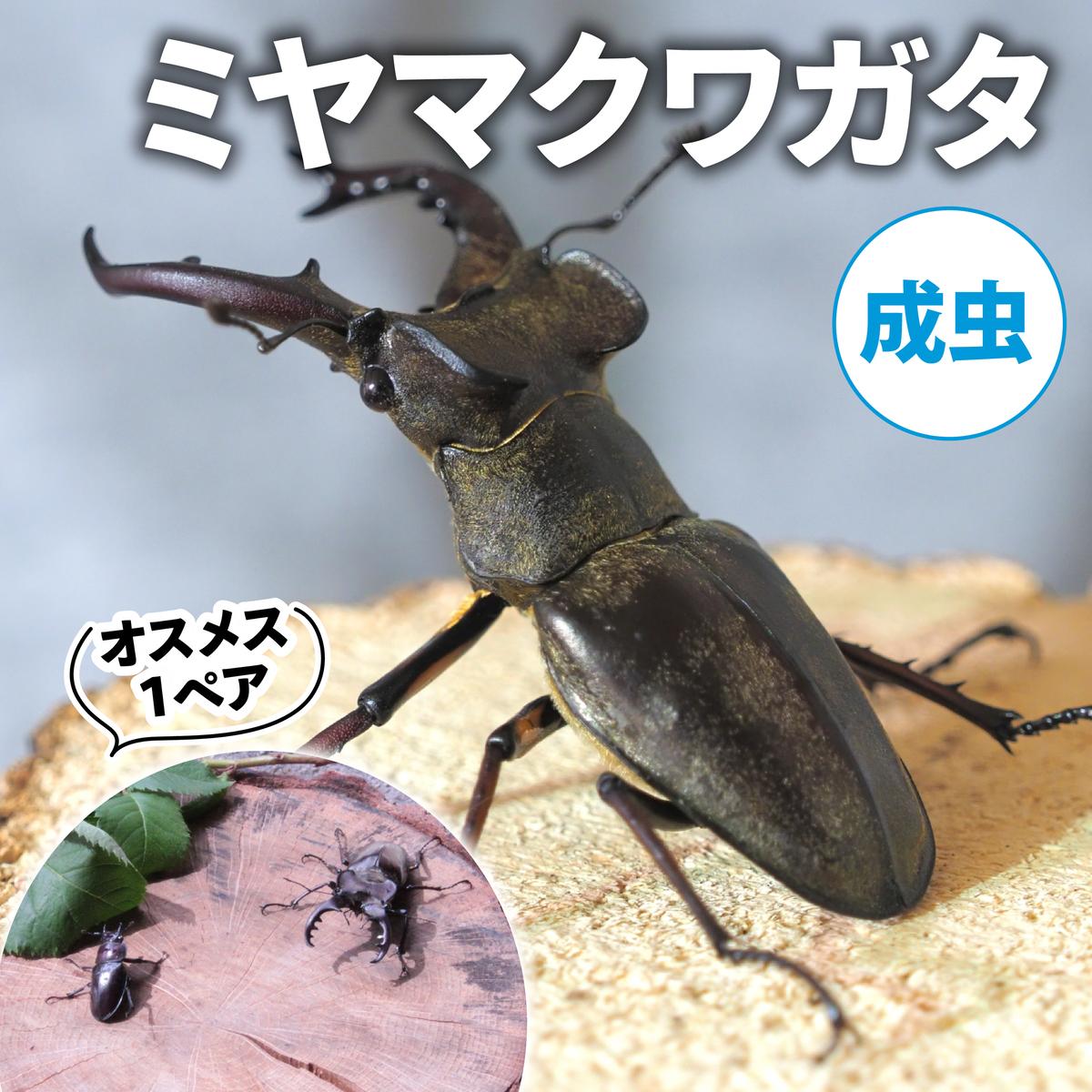【ふるさと納税】【送りとどける継続期間は2026年6月下旬～8月上旬に往々にして送りとどける】ミヤマクワガタ（成虫）牡刃針１ありの実 お届け：2026年6月下旬～8月上旬
