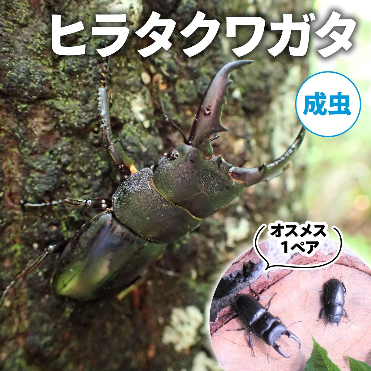 【ふるさと納税】【送りとどける継続期間は2026年6月下旬～8月上旬に往々にして送りとどける】ヒラタクワガタ（成虫）牡刃針１ありの実 お届け：2026年6月下旬～8月上旬